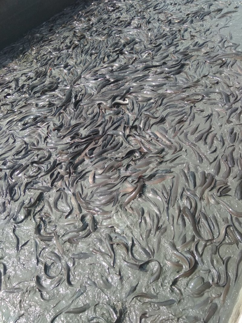 鲶鱼