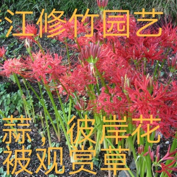 红花石蒜各种石蒜种球