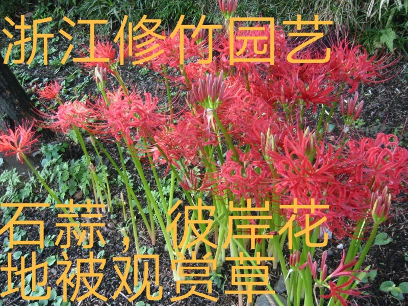 红花石蒜各种石蒜种球