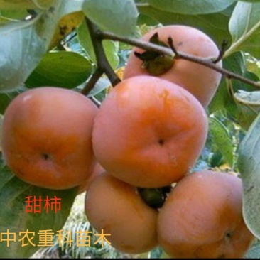 柿子苗,基地直供,实地考察,量大从优,支持快递