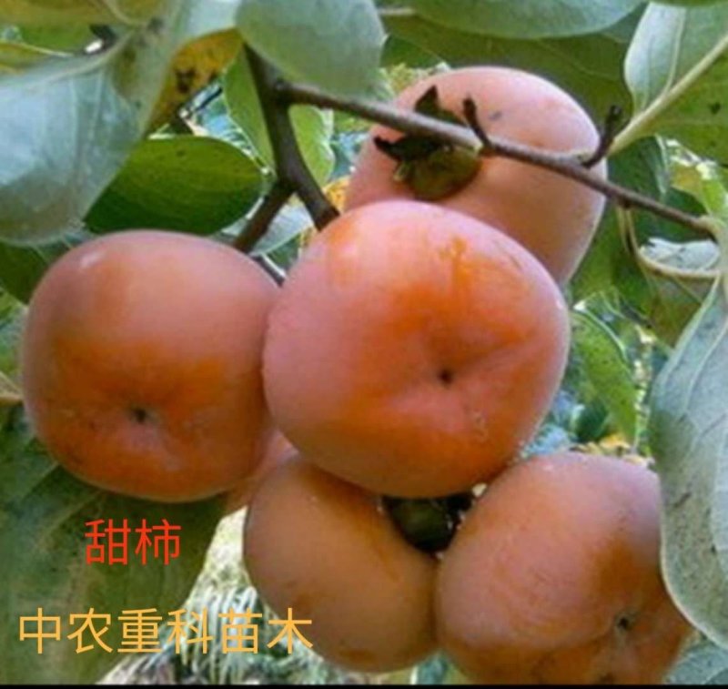 柿子苗，基地直供，实地考察，量大从优，支持快递