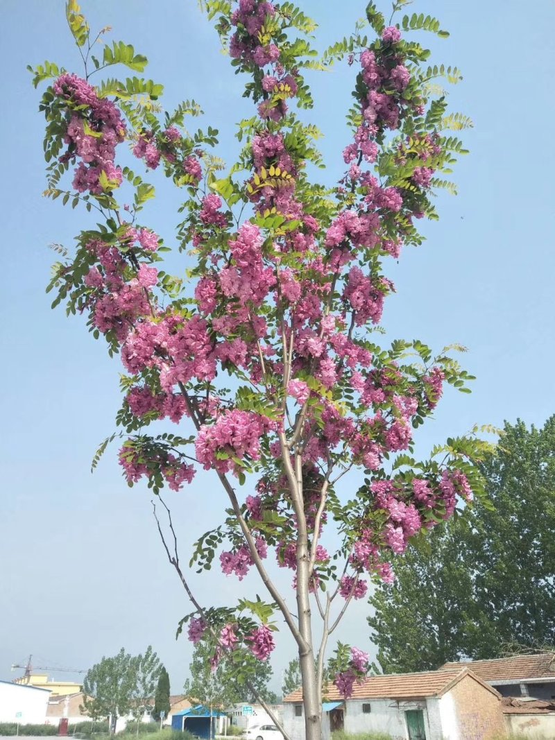 法桐，白蜡，北栾，香花槐，国槐。丛生五角枫