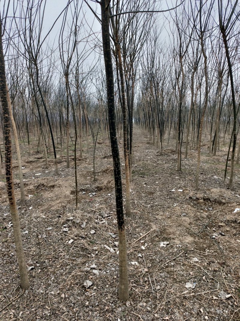 法桐，白蜡，北栾，香花槐，国槐。丛生五角枫