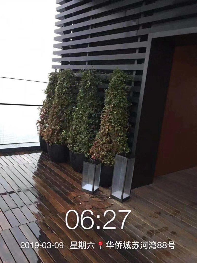 花叶络石四季常青爬藤植物2.58一株