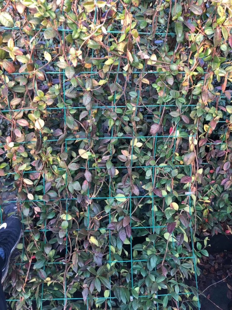 花叶络石四季常青爬藤植物2.58一株