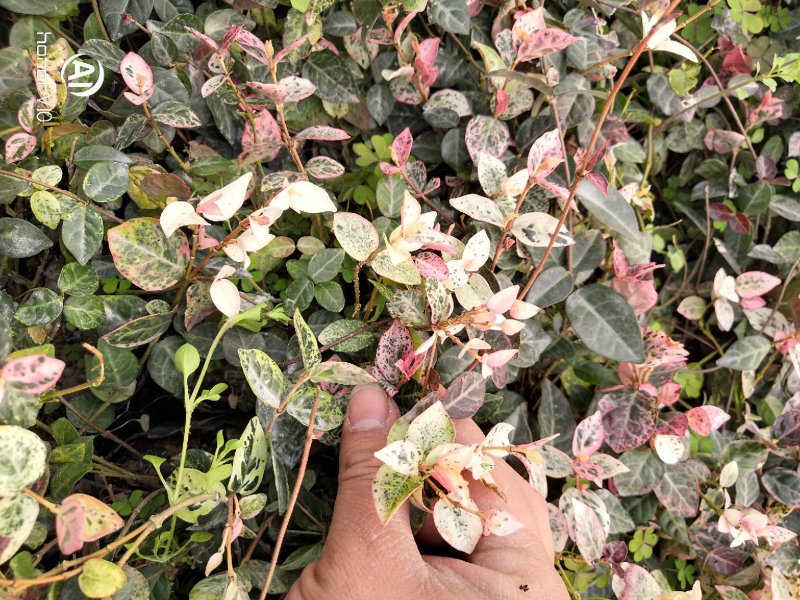 花叶络石四季常青爬藤植物2.58一株