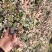 花叶络石四季常青爬藤植物2.58一株