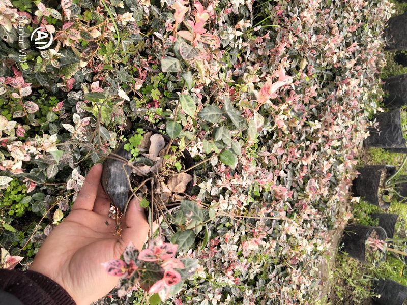 花叶络石四季常青爬藤植物2.58一株