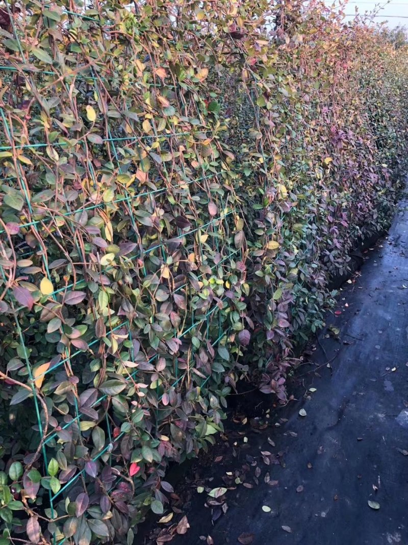 花叶络石四季常青爬藤植物2.58一株