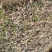 花叶络石四季常青爬藤植物2.58一株