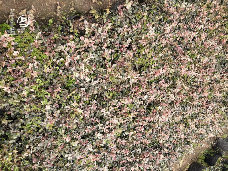花叶络石四季常青爬藤植物2.58一株