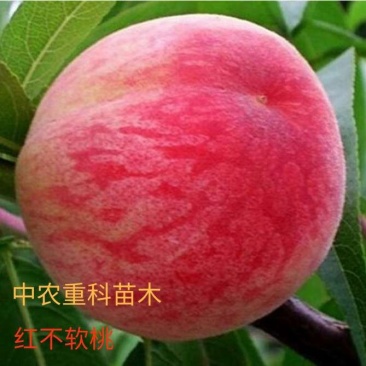 红不软桃苗,基地直供,实地考察,量大从优,支持快递