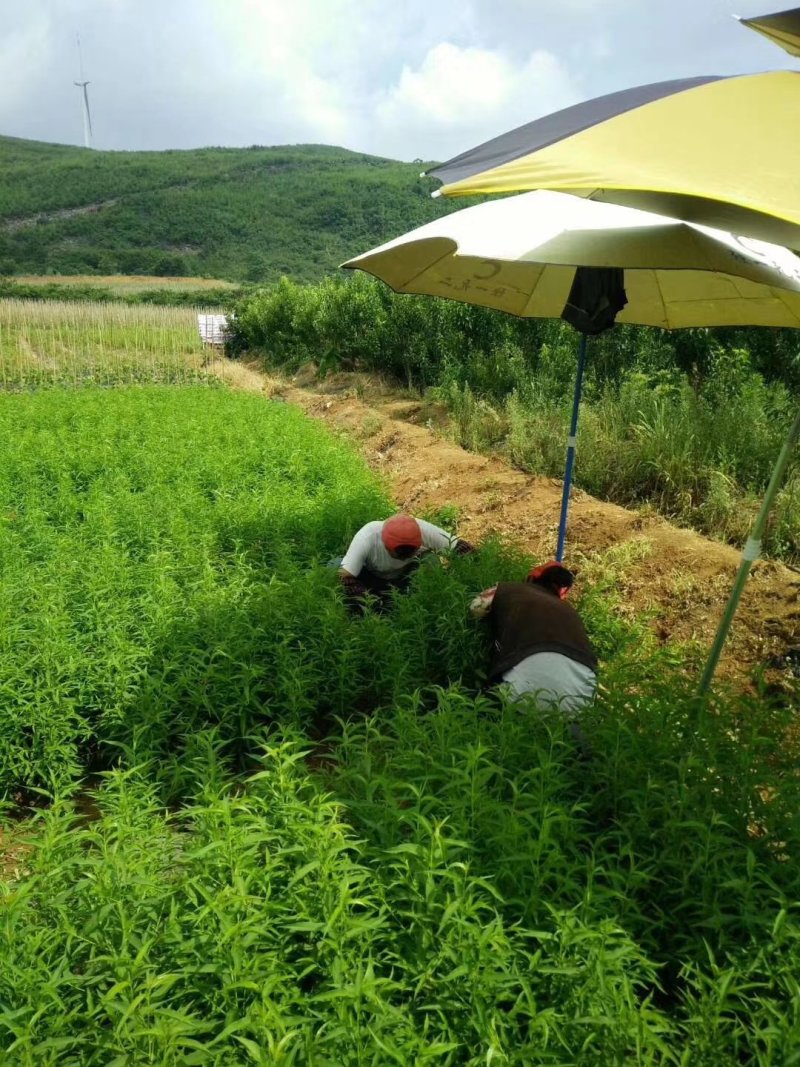 红不软桃苗，基地直供，实地考察，量大从优，支持快递