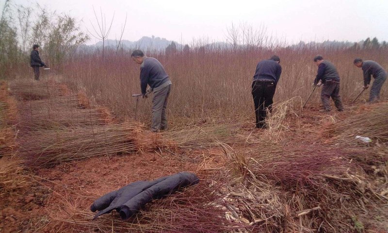 红不软桃苗，基地直供，实地考察，量大从优，支持快递