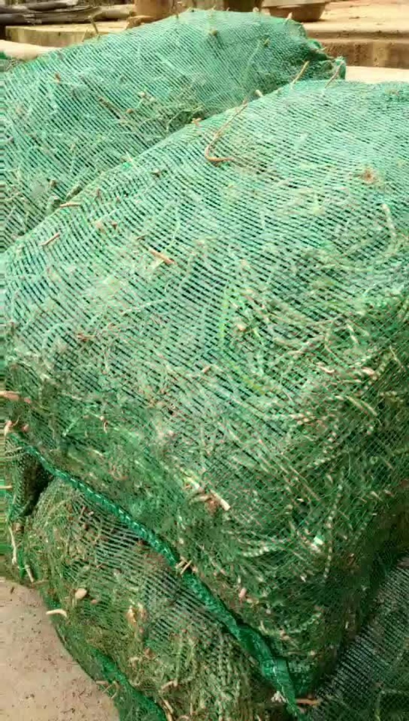 【HOT】黄花菜种苗，基地现挖现卖，后期提供管理技术支持