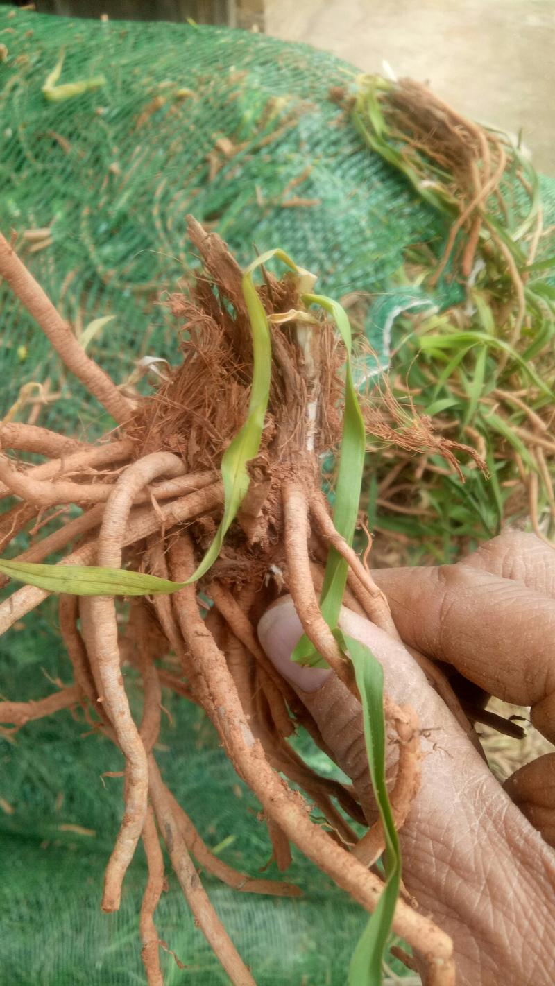 【HOT】黄花菜种苗，基地现挖现卖，后期提供管理技术支持