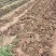 【HOT】黄花菜种苗，基地现挖现卖，后期提供管理技术支持
