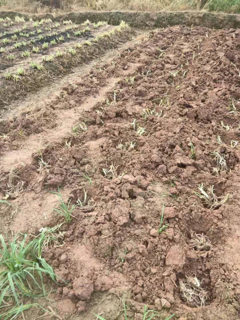 【HOT】黄花菜种苗，基地现挖现卖，后期提供管理技术支持