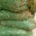 【HOT】黄花菜种苗，基地现挖现卖，后期提供管理技术支持