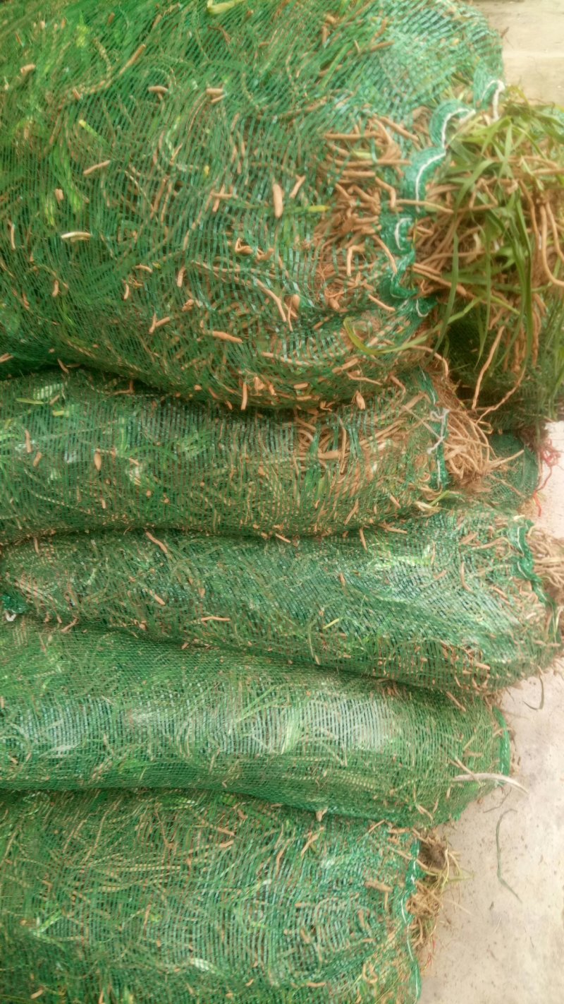 【HOT】黄花菜种苗，基地现挖现卖，后期提供管理技术支持