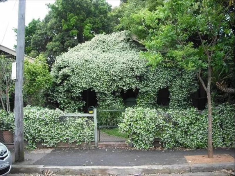 风车茉莉四季常青银丝茉莉藤本植物爬藤景观苗28.99一株