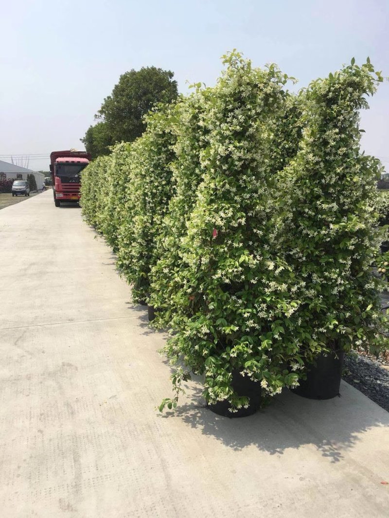 风车茉莉四季常青银丝茉莉藤本植物爬藤景观苗28.99一株
