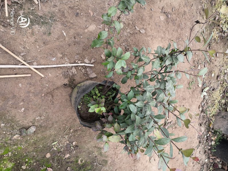风车茉莉四季常青银丝茉莉藤本植物爬藤景观苗28.99一株