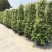 风车茉莉四季常青银丝茉莉藤本植物爬藤景观苗28.99一株