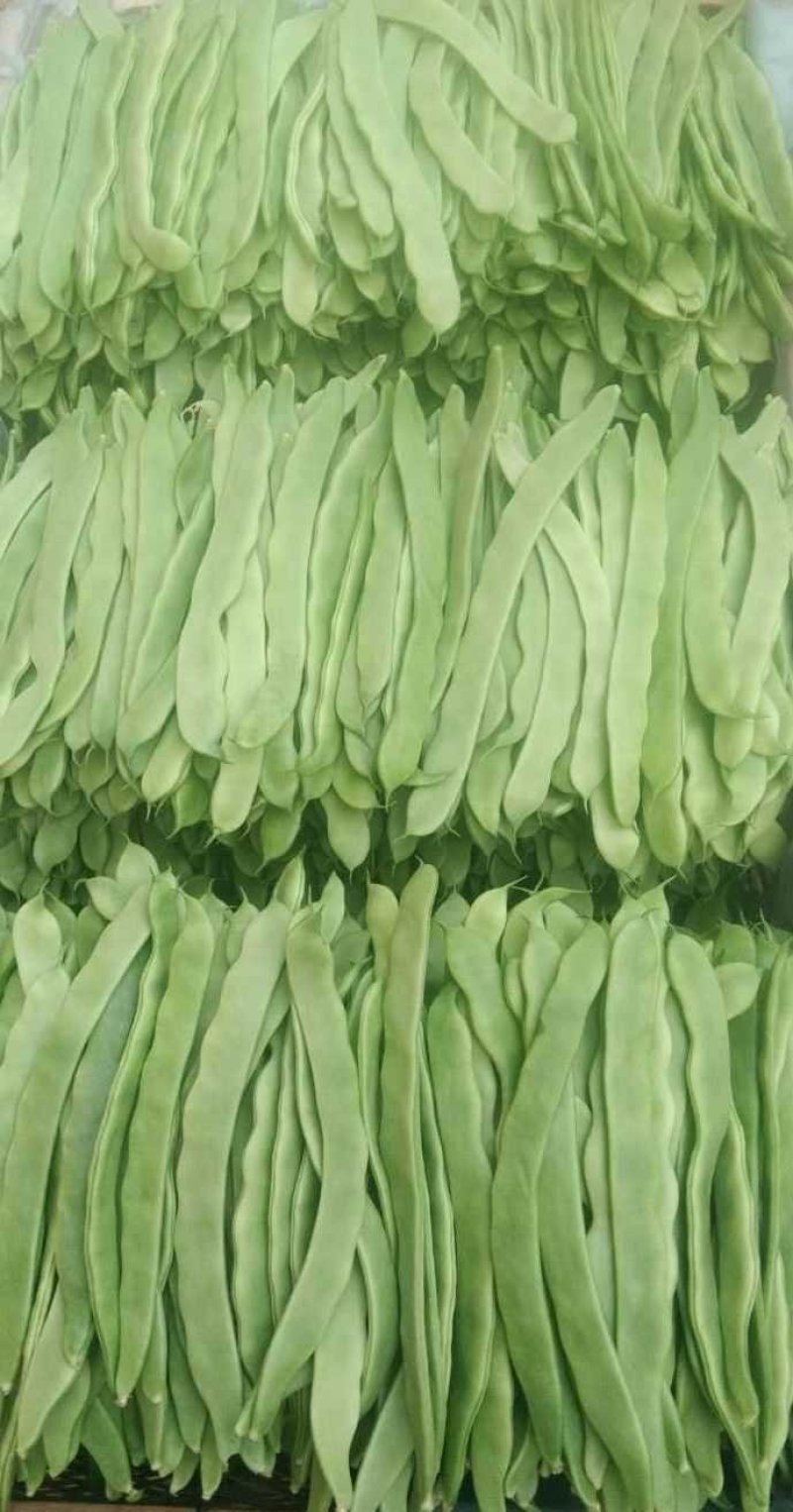 商河精品优质扁青芸豆，基地直供，一手货源，可全国发货