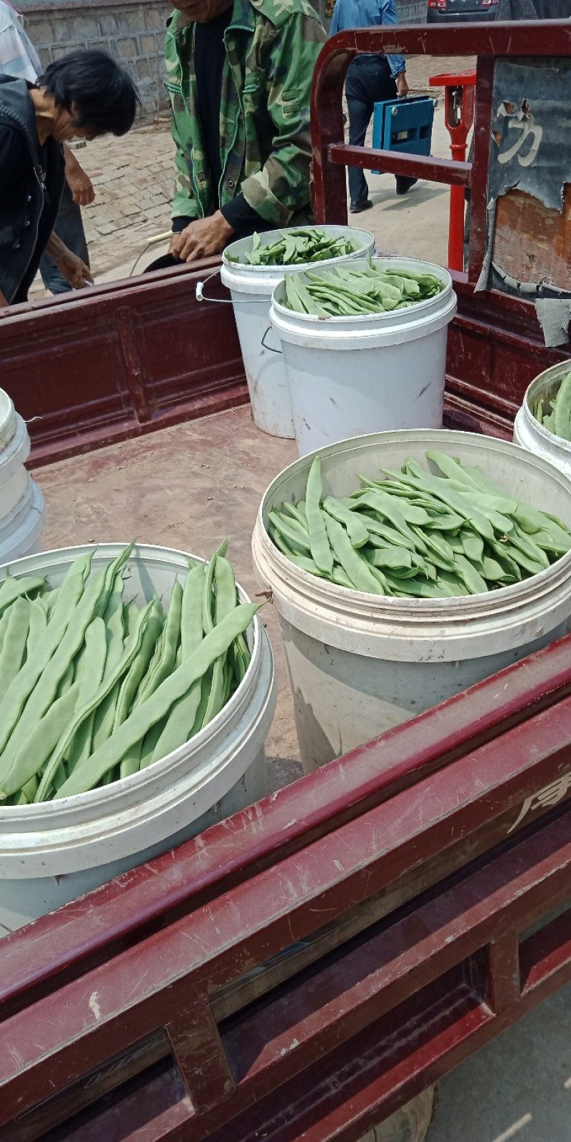 商河精品优质扁青芸豆，基地直供，一手货源，可全国发货