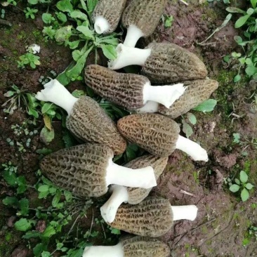 羊肚菌