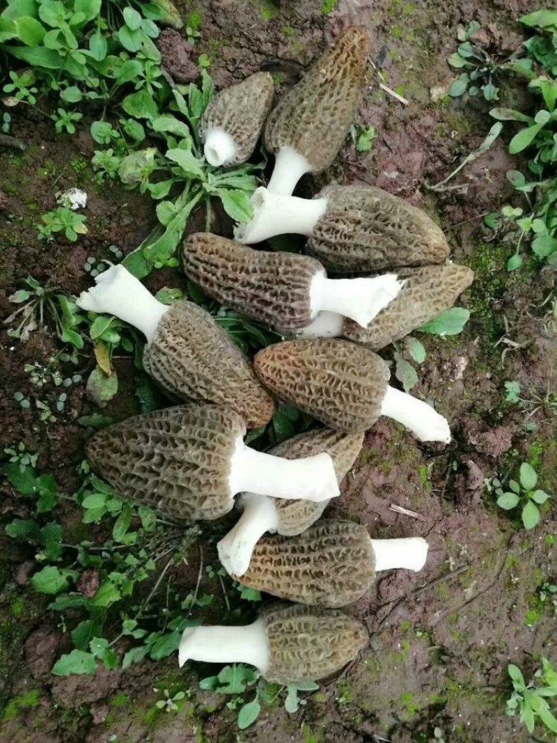 羊肚菌