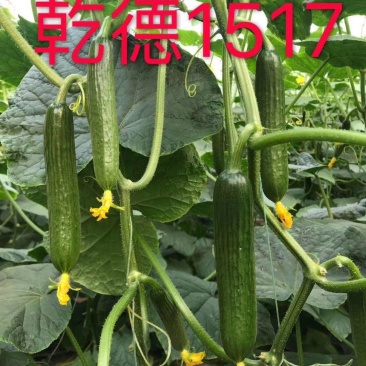 寿光乾德1517越夏耐热油亮无刺水果小黄瓜种子不逡