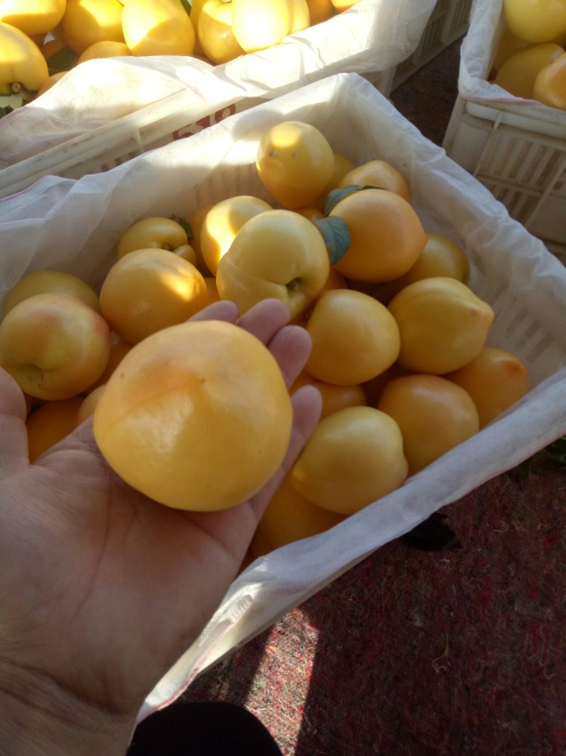黄菊油桃大量上市了，口感甜脆硬度好全国发货