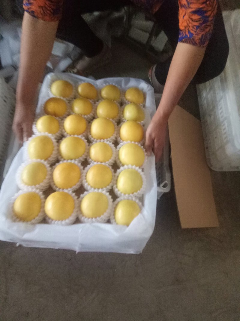 黄菊油桃大量上市了，口感甜脆硬度好全国发货