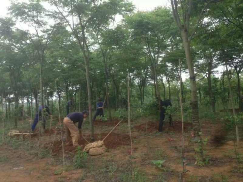 供应栾树苗木常年批发供应栾树价格优惠苗圃大量出供应
