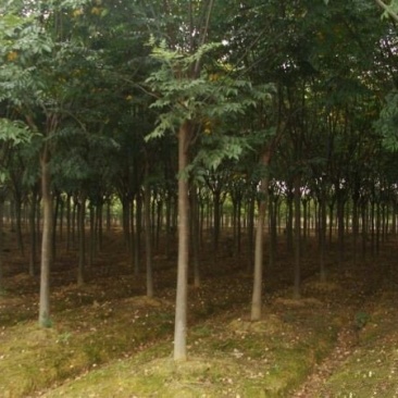 供应栾树苗木常年批发供应栾树价格优惠苗圃大量出供应