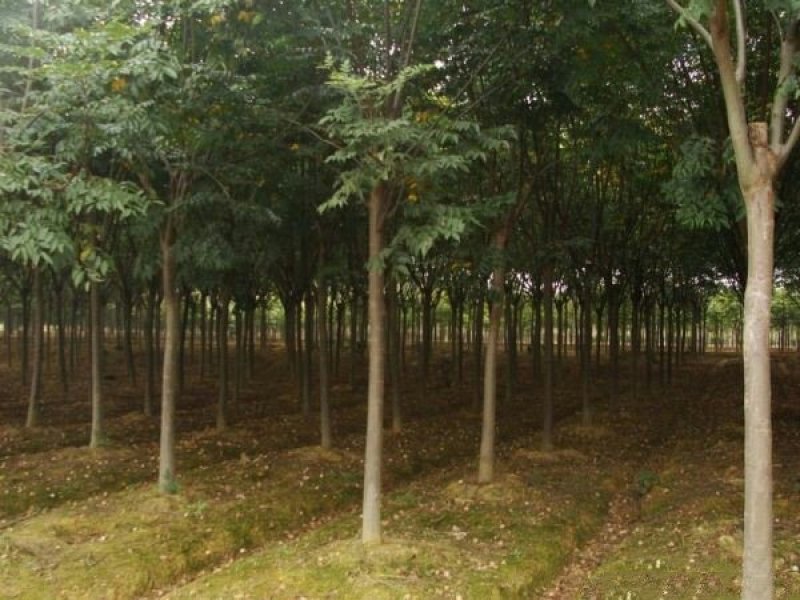 供应栾树苗木常年批发供应栾树价格优惠苗圃大量出供应