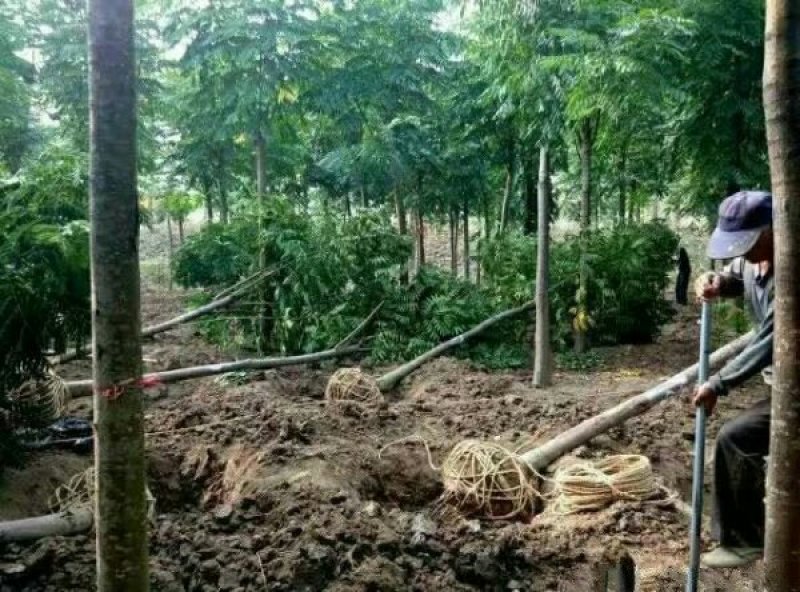 供应栾树苗木常年批发供应栾树价格优惠苗圃大量出供应