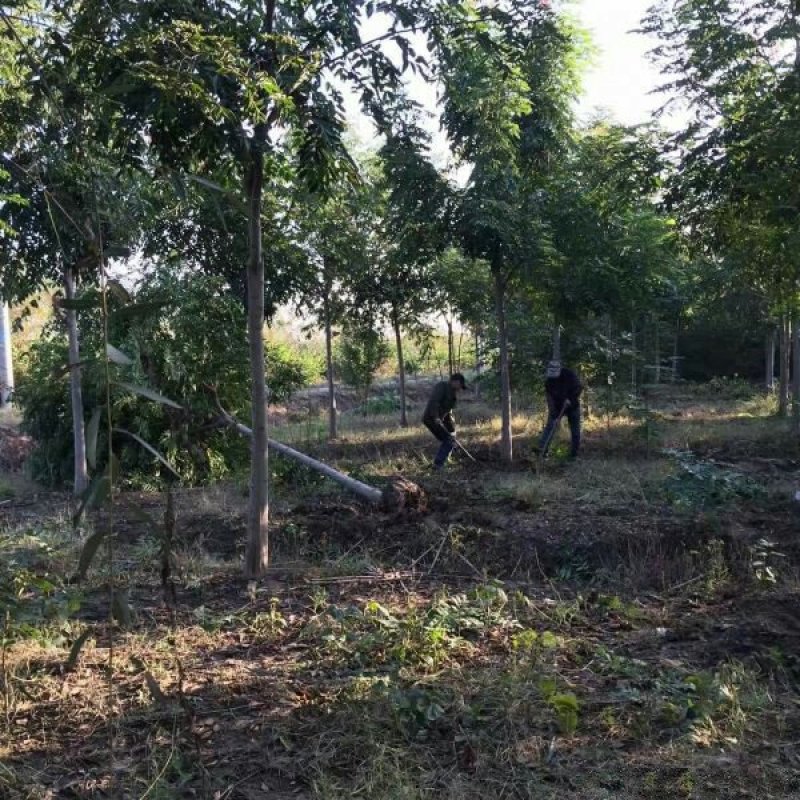 供应栾树苗木常年批发供应栾树价格优惠苗圃大量出供应