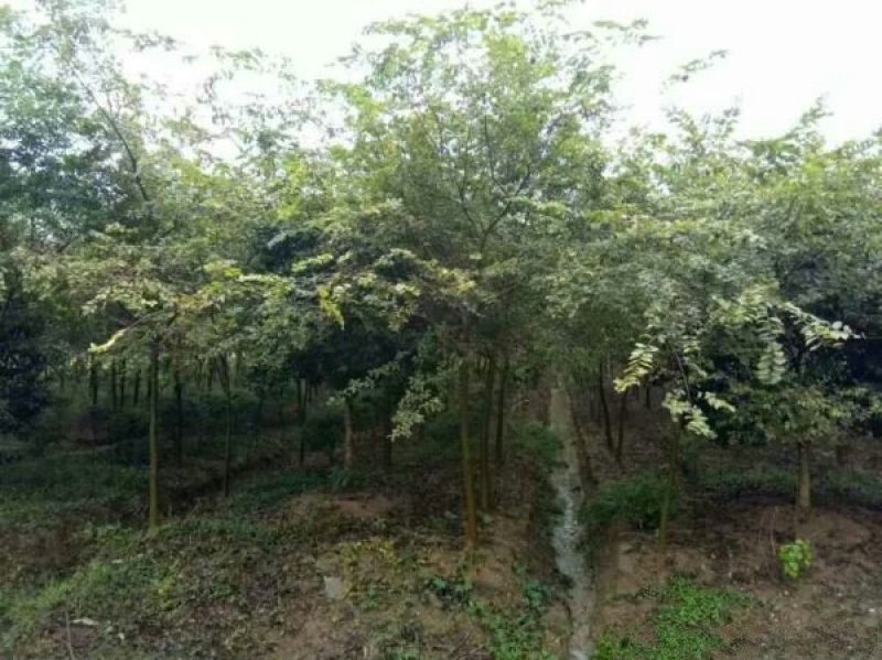 求购红榉树苗木常年批发供应红榉树价格优惠沭阳大型红榉树种
