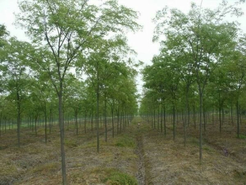 求购红榉树苗木常年批发供应红榉树价格优惠沭阳大型红榉树种