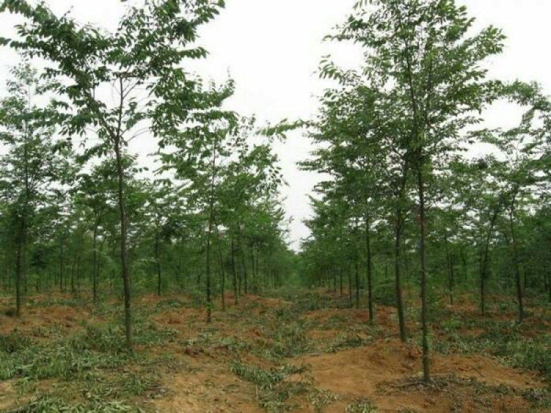 求购红榉树苗木常年批发供应红榉树价格优惠沭阳大型红榉树种