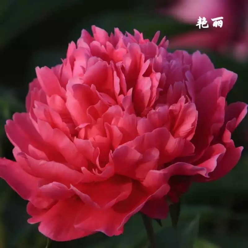 批发【芍药种球】品种颜色齐全，香味怡人，量大优惠