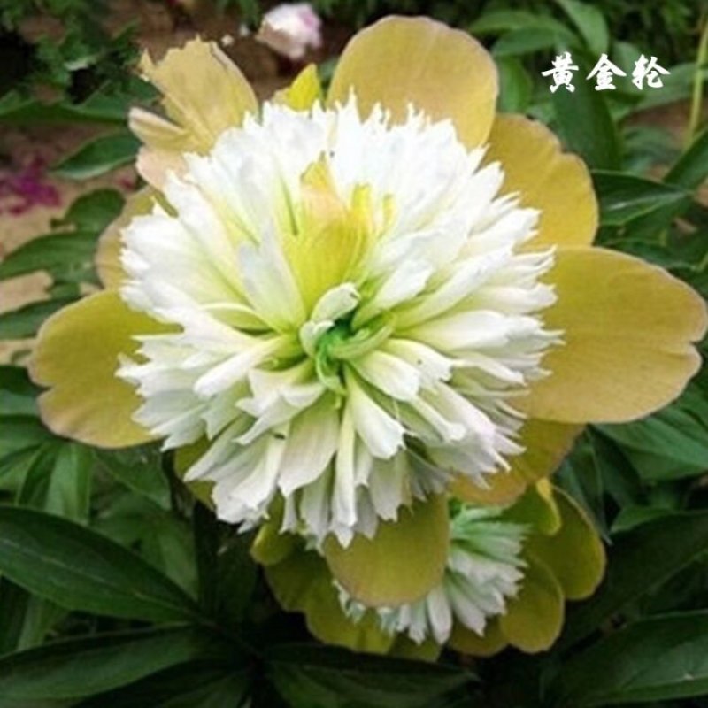 批发【芍药种球】品种颜色齐全，香味怡人，量大优惠