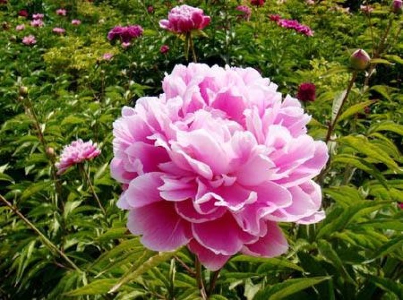 批发【芍药种球】品种颜色齐全，香味怡人，量大优惠