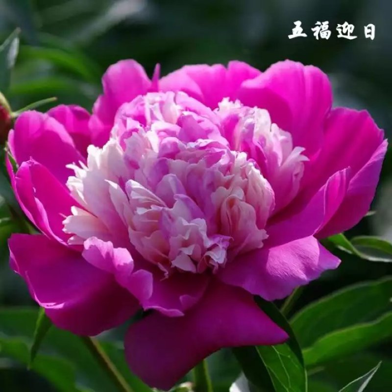 批发【芍药种球】品种颜色齐全，香味怡人，量大优惠