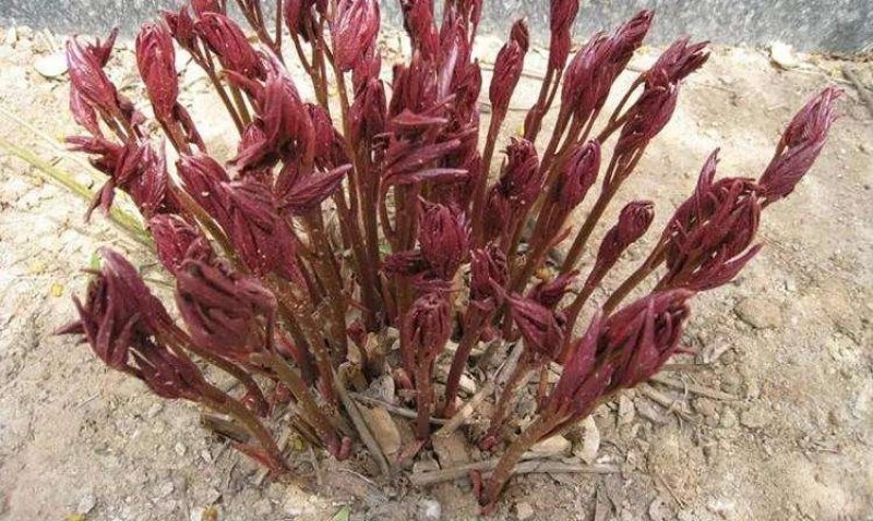 批发【芍药种球】品种颜色齐全，香味怡人，量大优惠