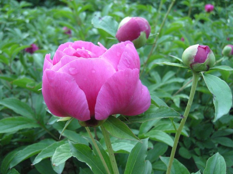 批发【芍药种球】品种颜色齐全，香味怡人，量大优惠