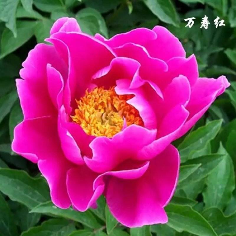 批发【芍药种球】品种颜色齐全，香味怡人，量大优惠